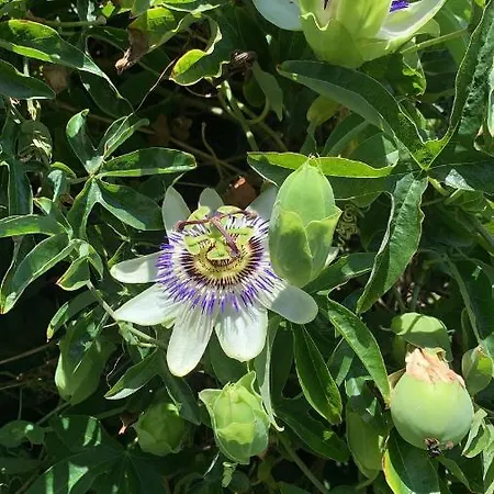 Playa San Juan 别墅 索托德拉马里纳